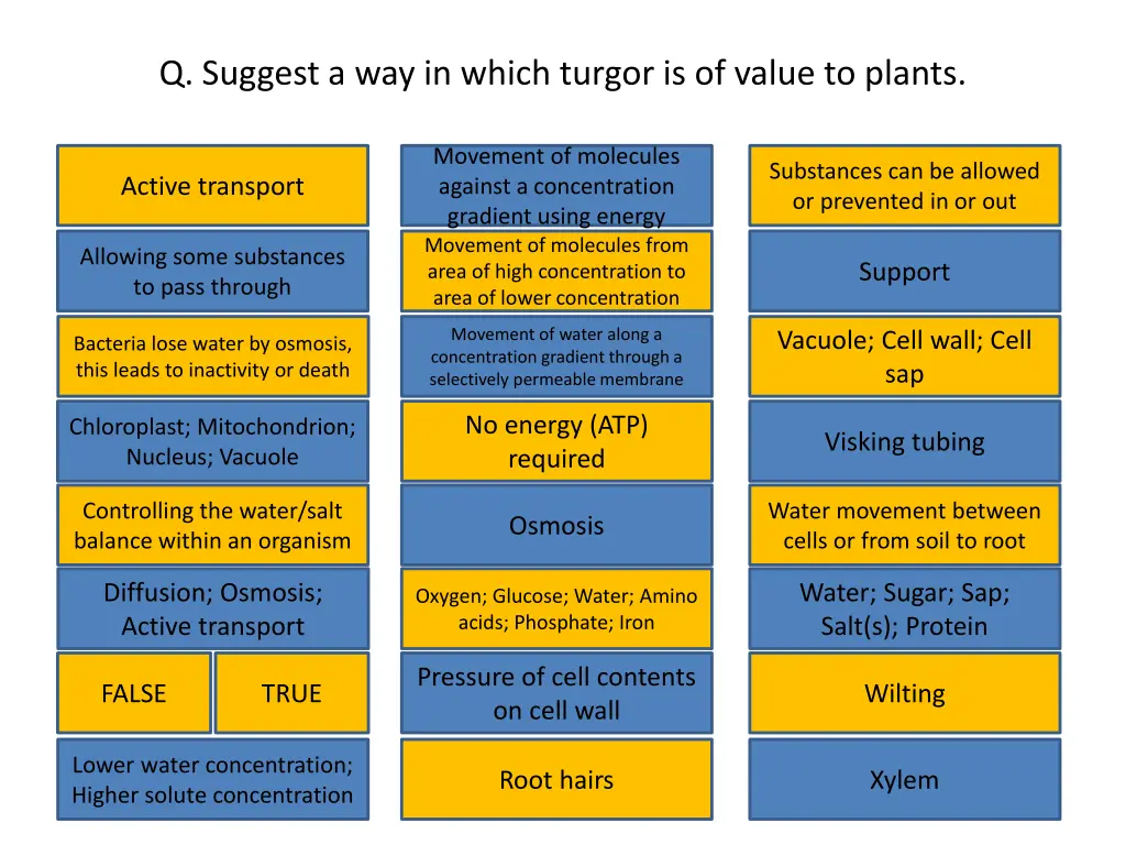 q suggest a way in which turgor is of value