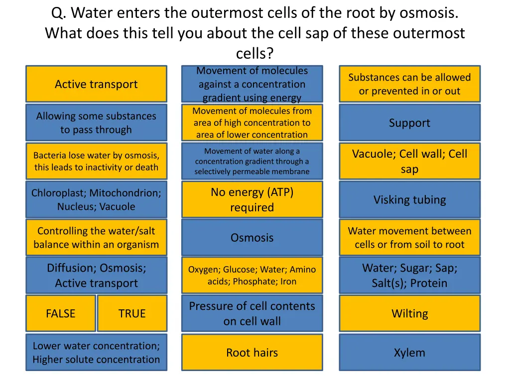 q water enters the outermost cells of the root