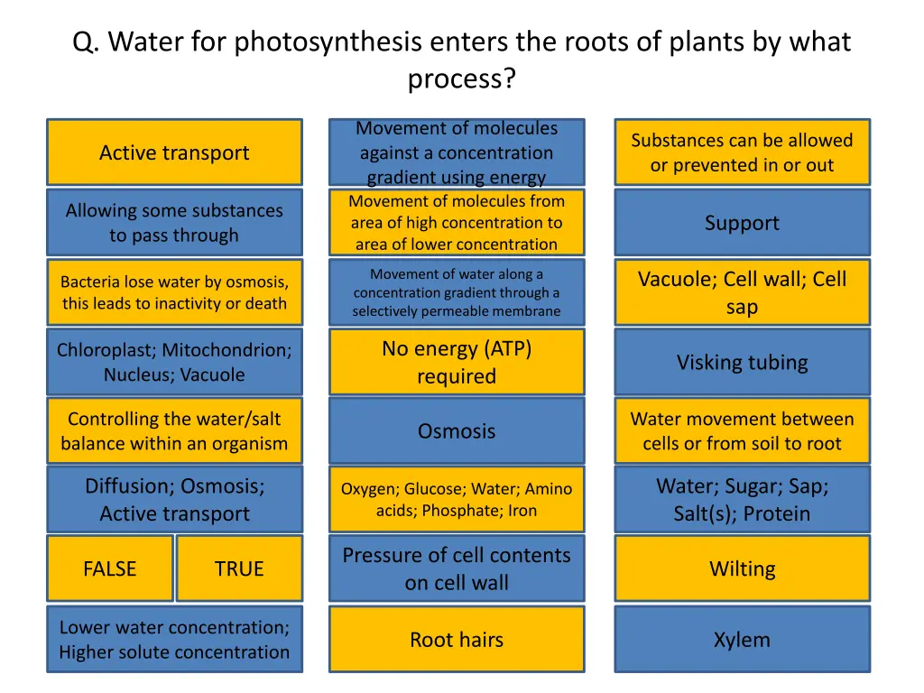 q water for photosynthesis enters the roots