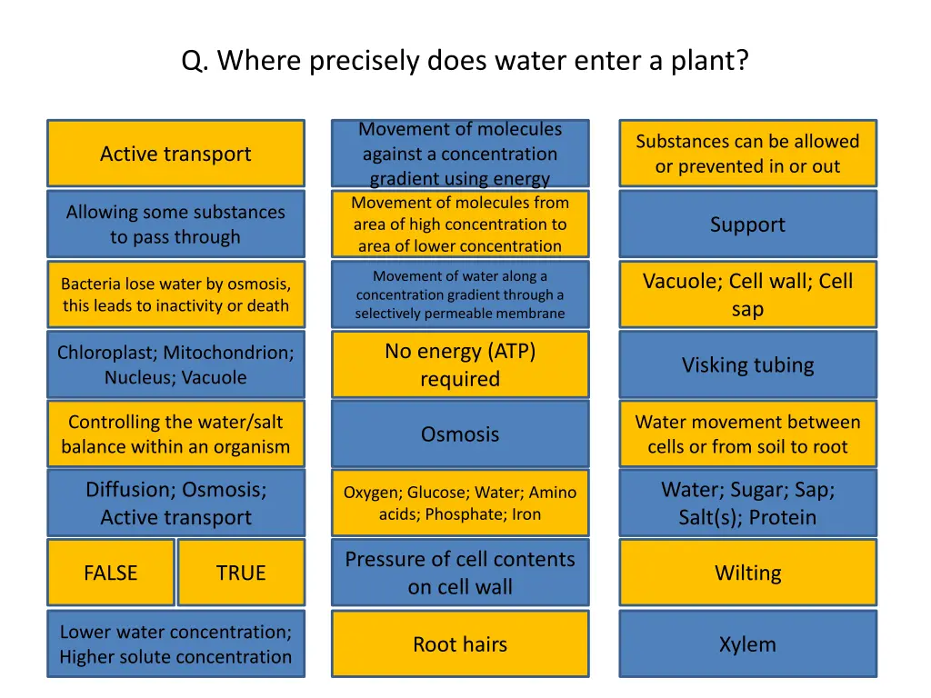 q where precisely does water enter a plant