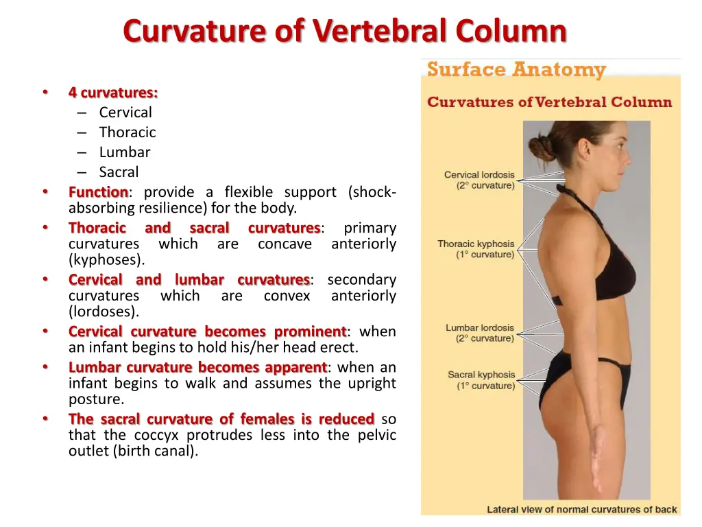 curvature of vertebral column