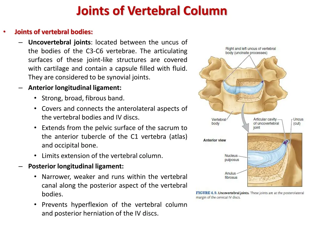 joints of vertebral column 1