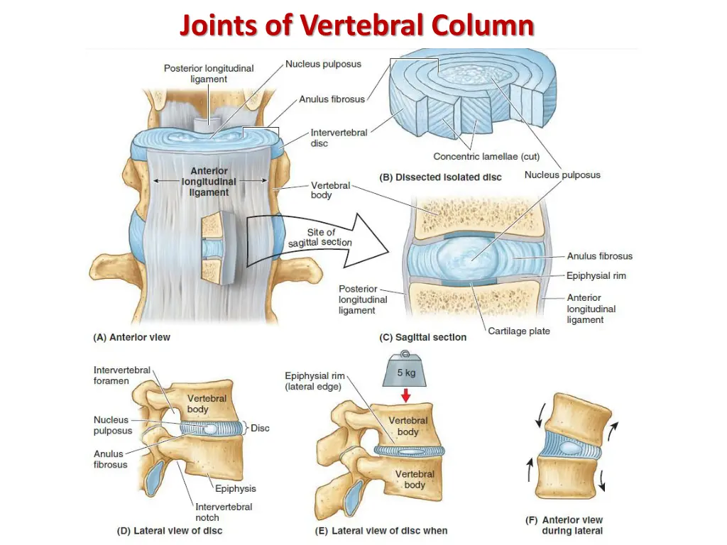 joints of vertebral column 2