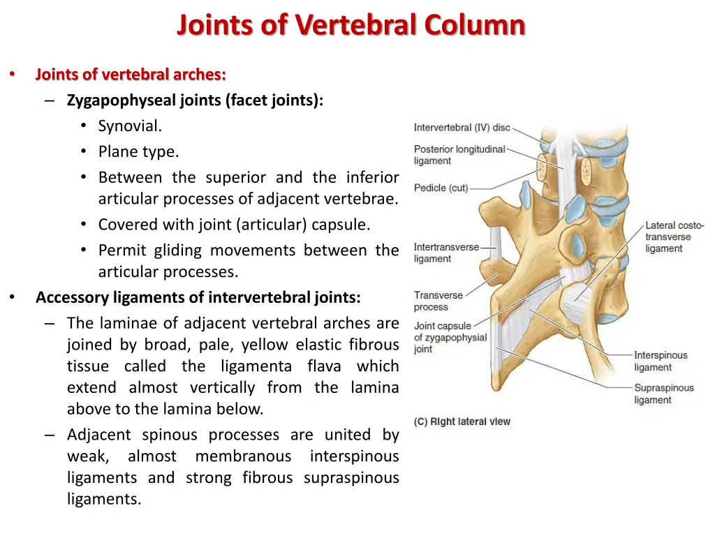 joints of vertebral column 3