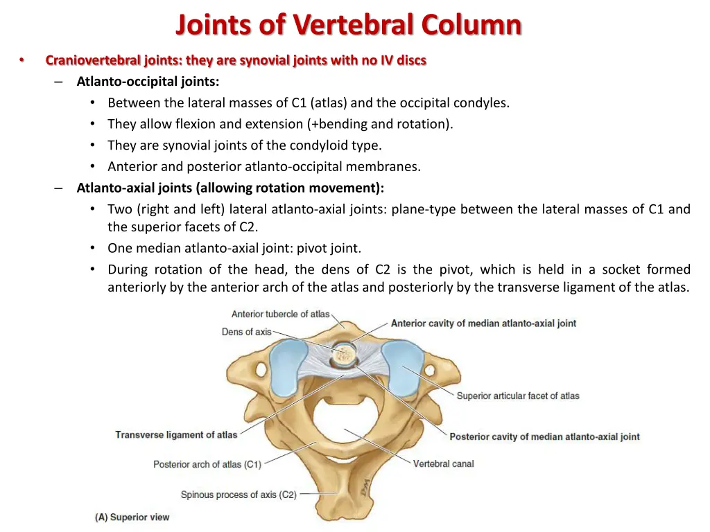 joints of vertebral column 4