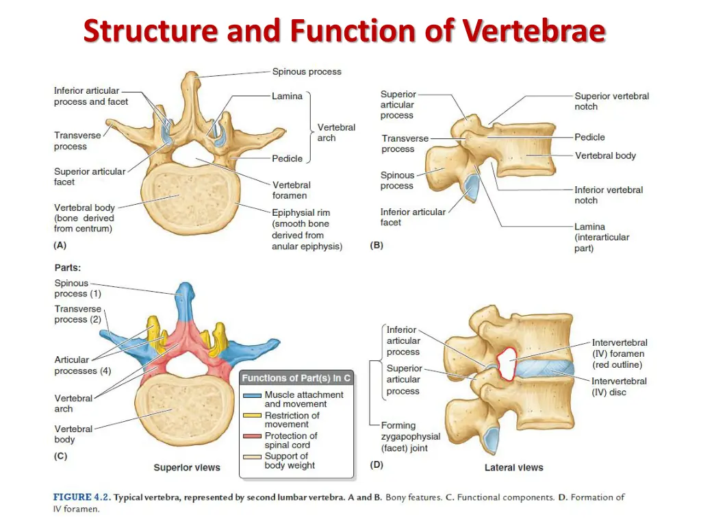 structure and function of vertebrae 1