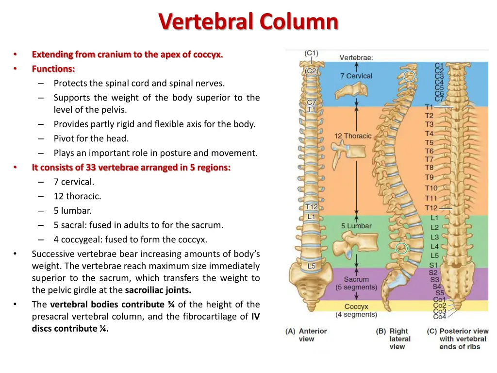 vertebral column