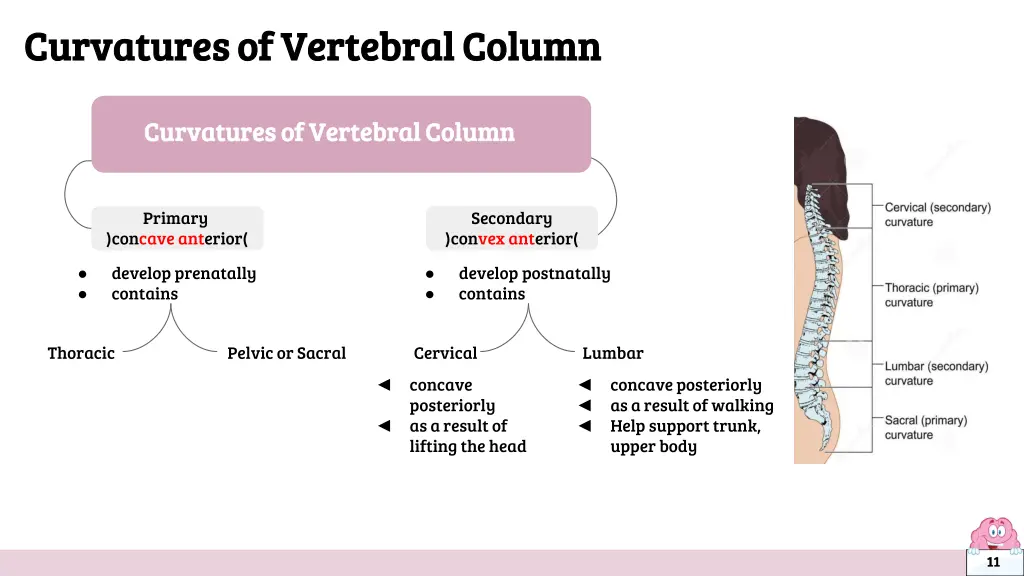 curvatures of vertebral column curvatures