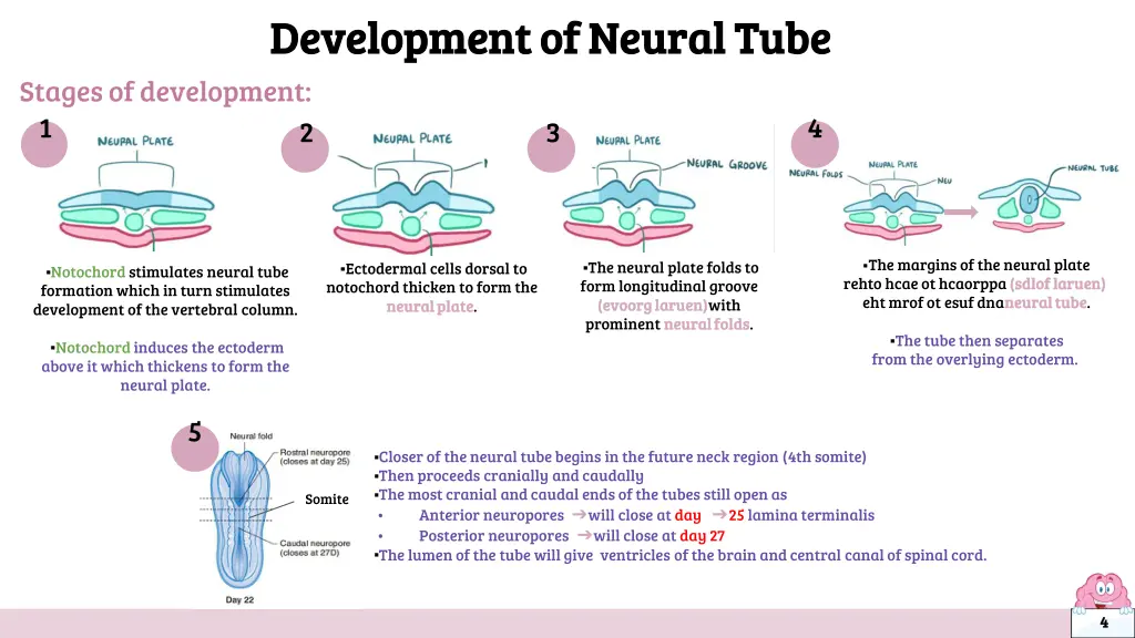 development of neural tube development of neural