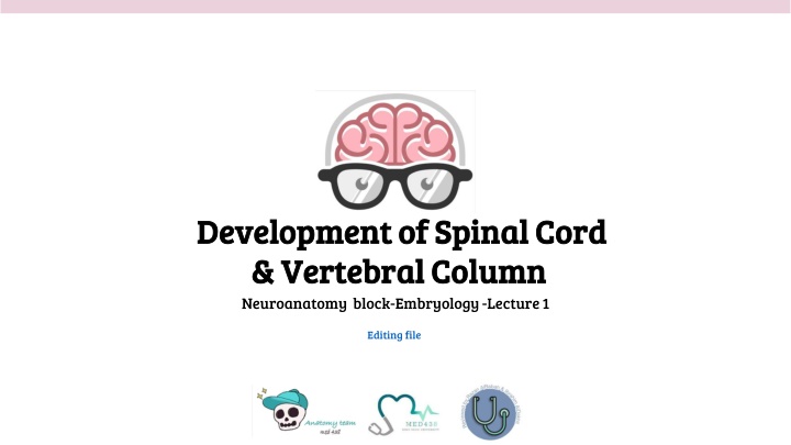 development of spinal cord development of spinal