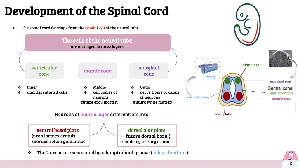 development of the spinal cord development