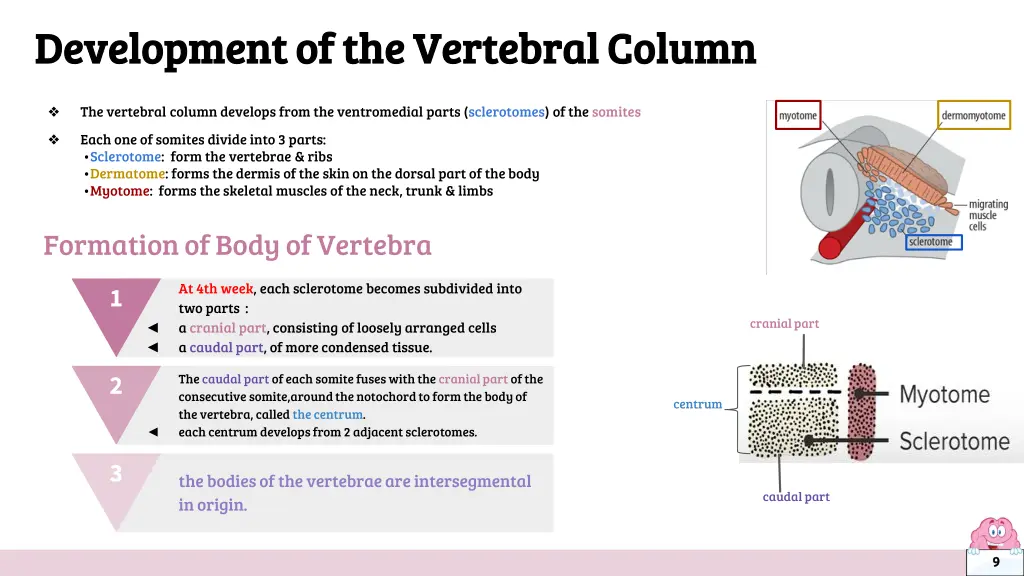 development of the vertebral column development