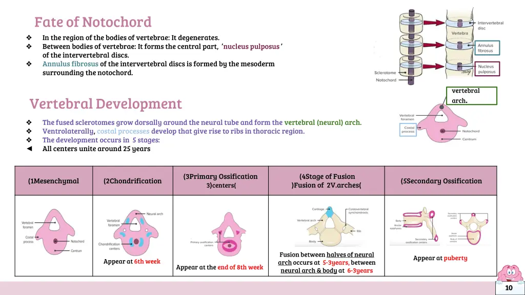 fate of notochord in the region of the bodies