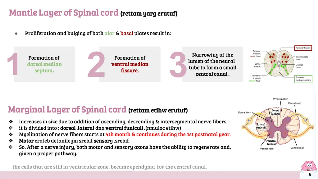 mantle layer of spinal cord mantle layer