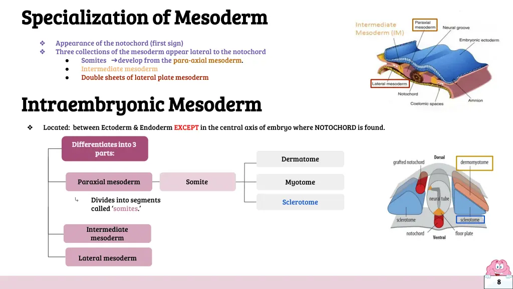 specialization of mesoderm specialization