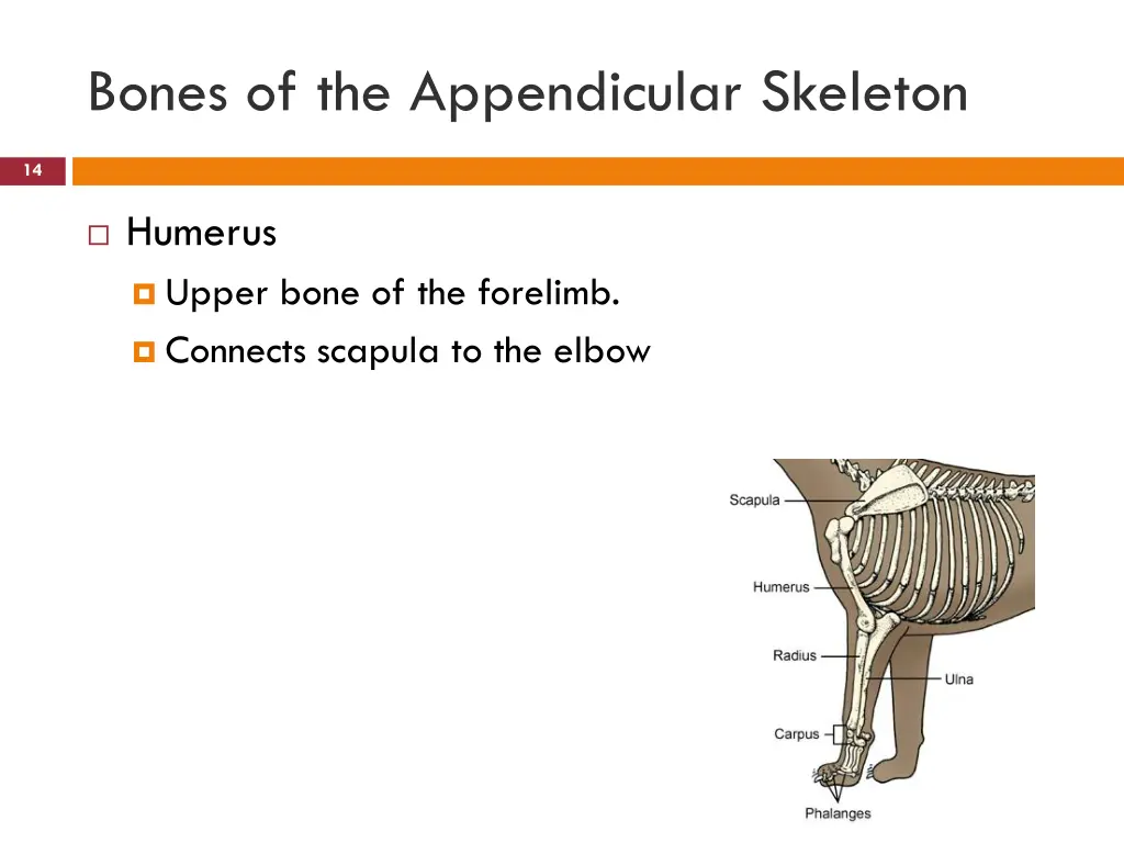 bones of the appendicular skeleton 1