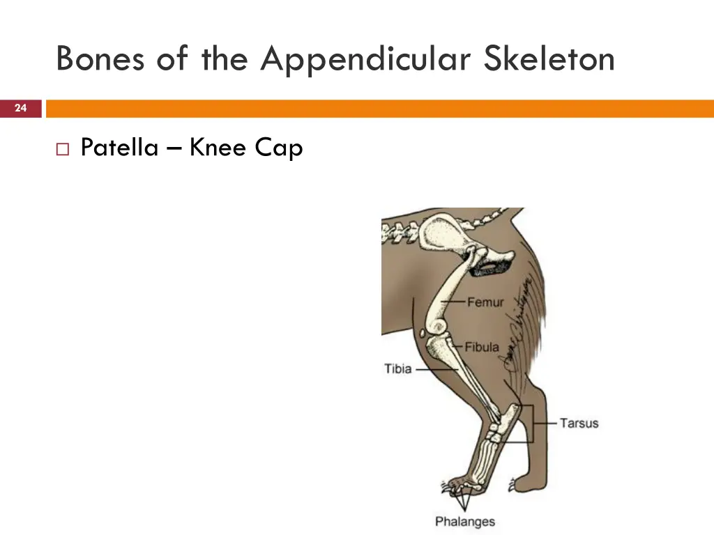 bones of the appendicular skeleton 10