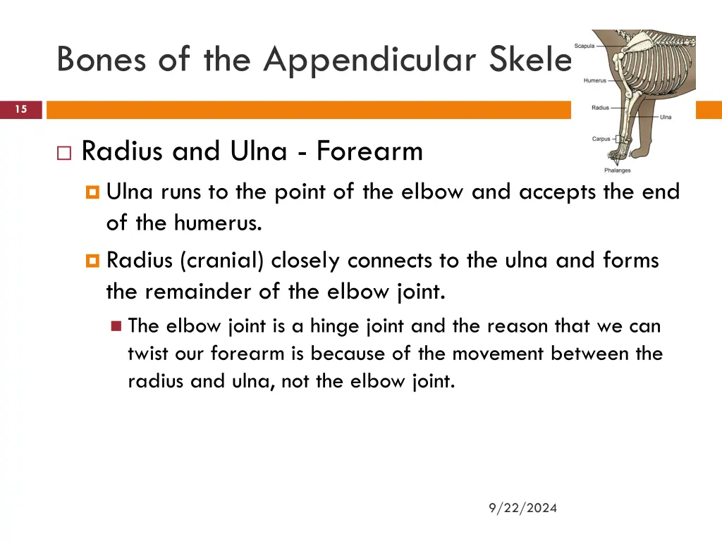 bones of the appendicular skeleton 2