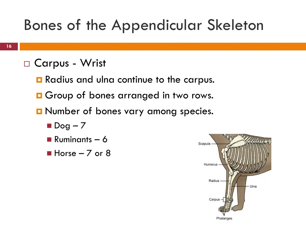 bones of the appendicular skeleton 3