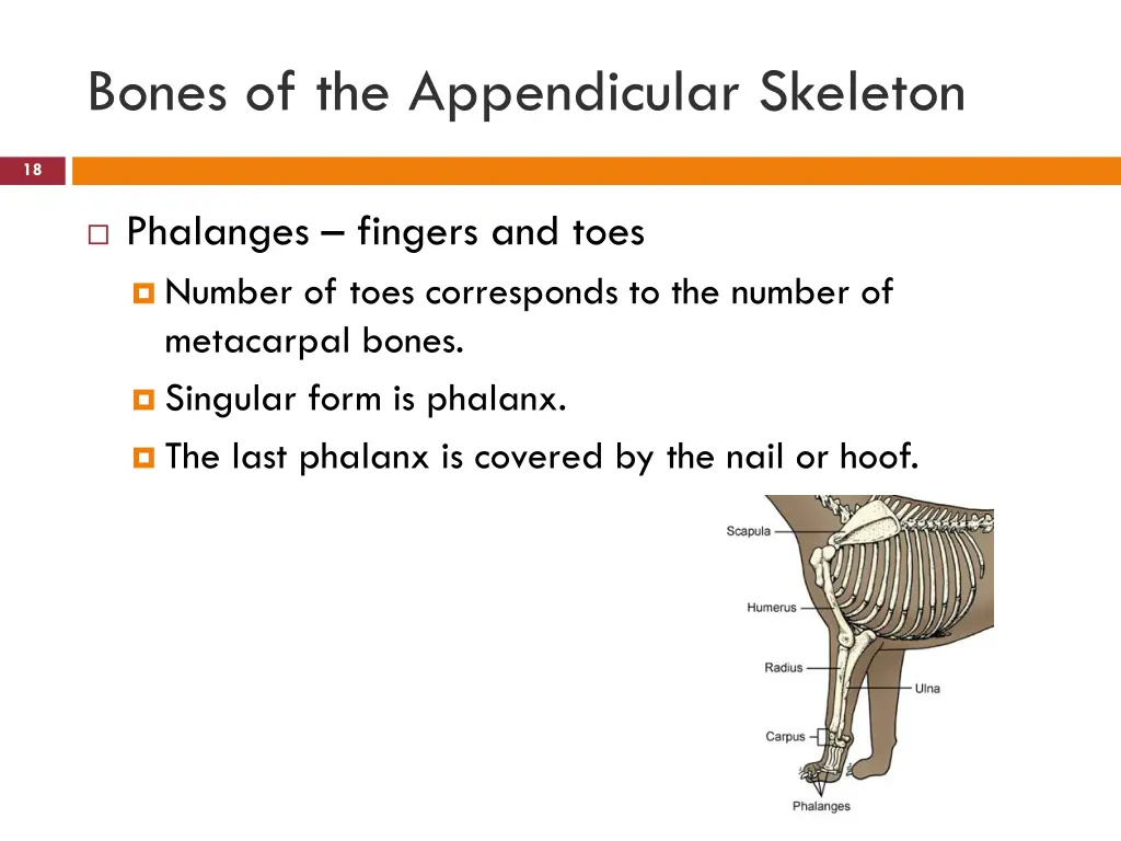 bones of the appendicular skeleton 5