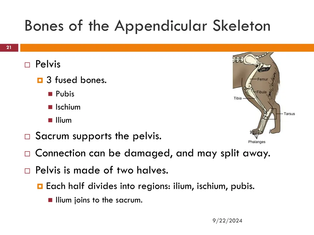 bones of the appendicular skeleton 8