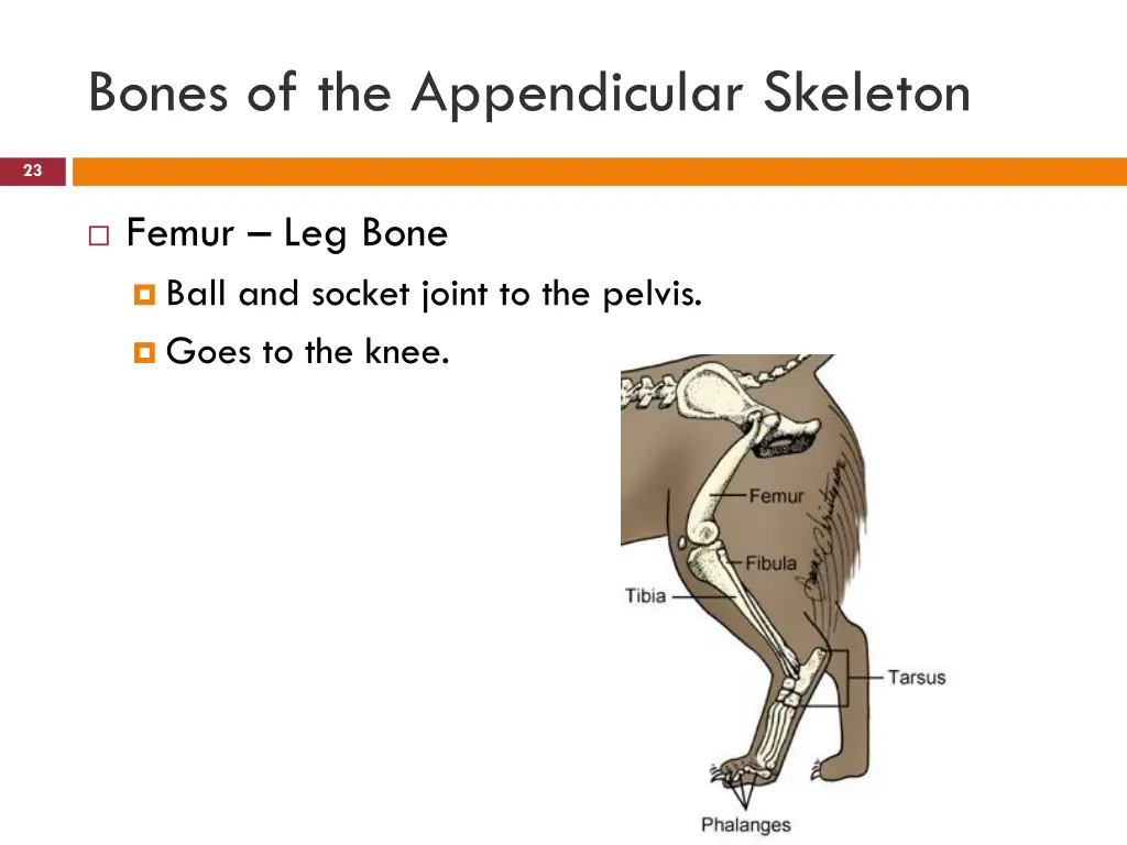 bones of the appendicular skeleton 9