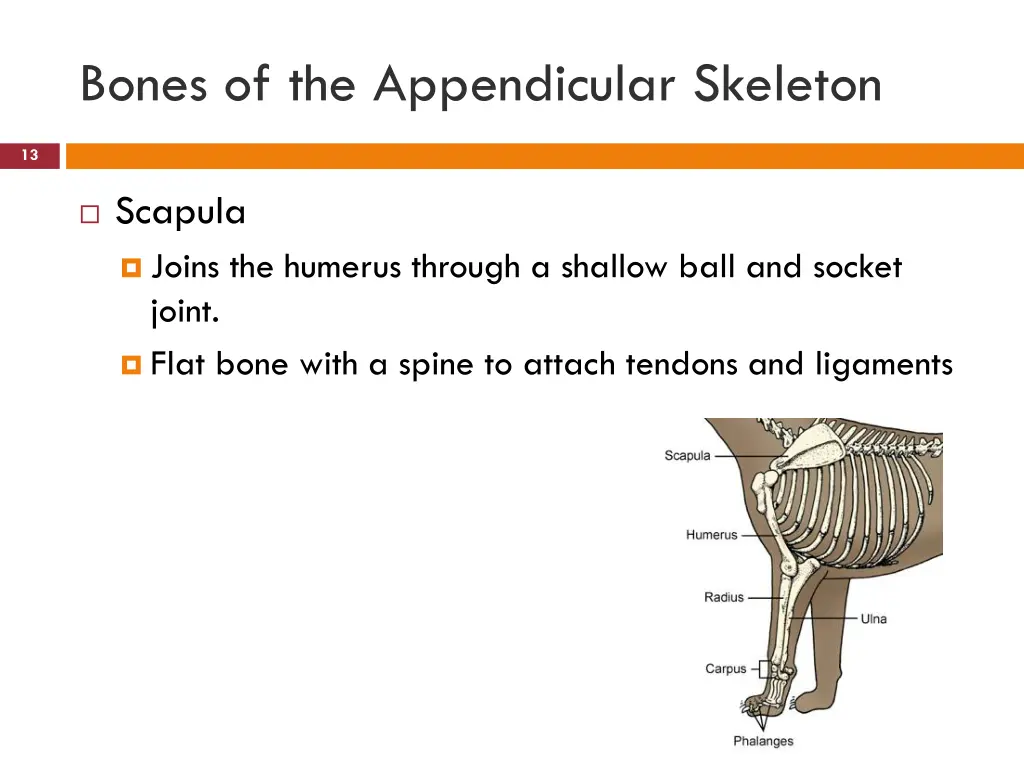 bones of the appendicular skeleton