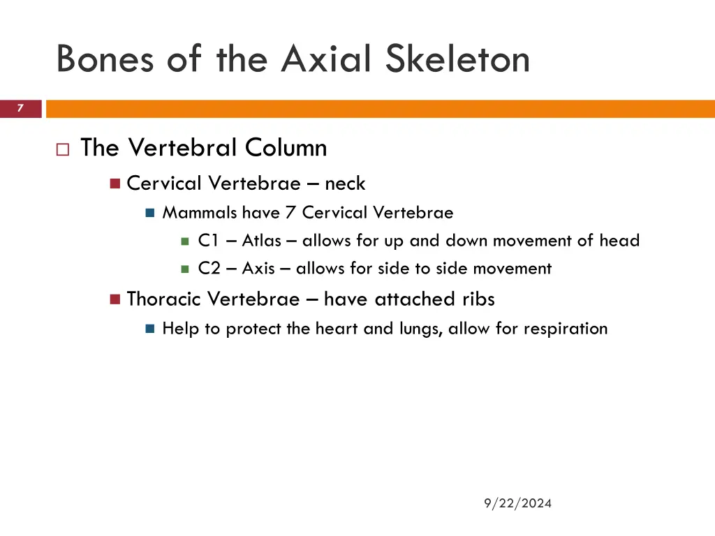 bones of the axial skeleton 3