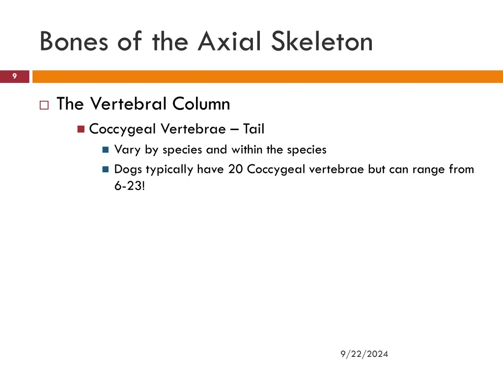 bones of the axial skeleton 5