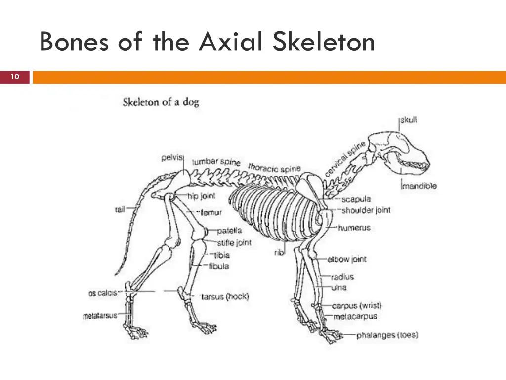 bones of the axial skeleton 6