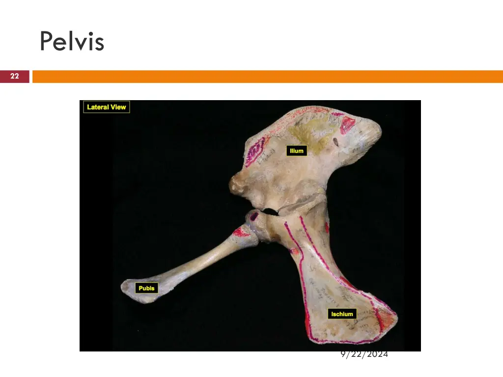 pelvis