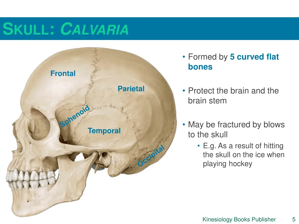 s kull c alvaria