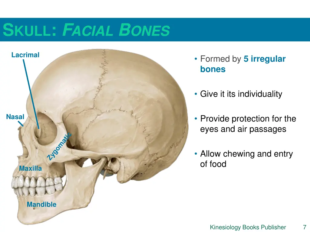 s kull f acial b ones