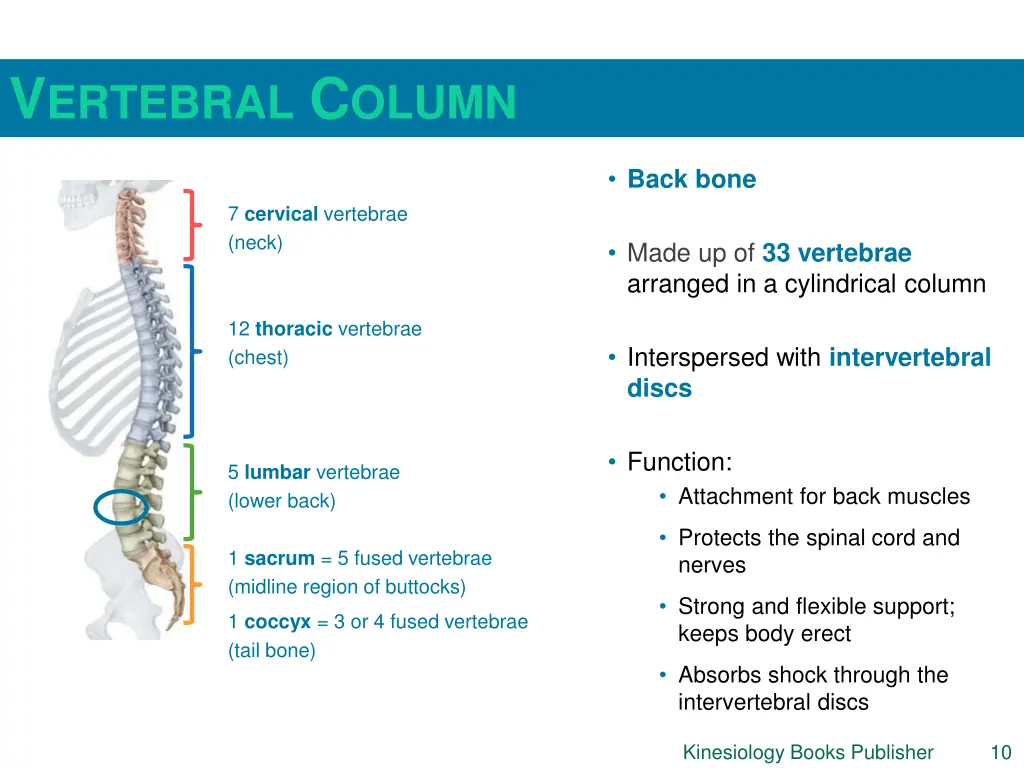 v ertebral c olumn