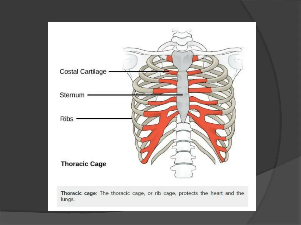 slide19