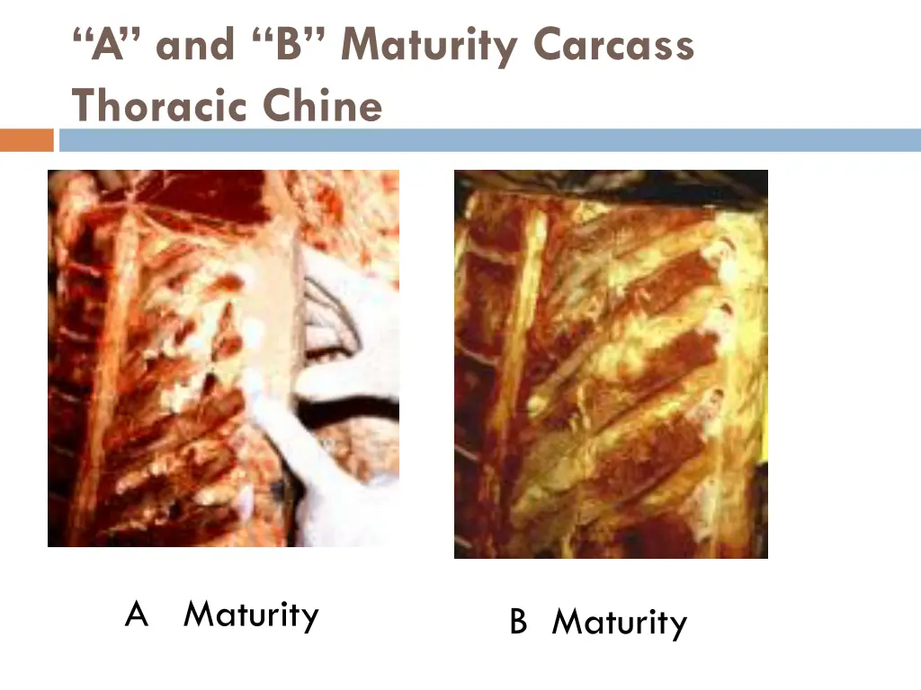 a and b maturity carcass thoracic chine