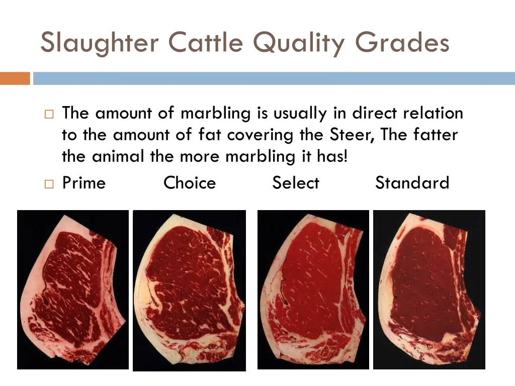 slaughter cattle quality grades