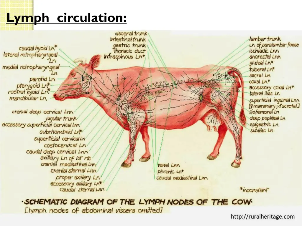 lymph circulation