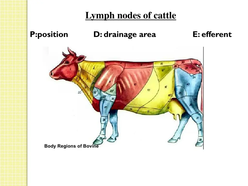 lymph nodes of cattle