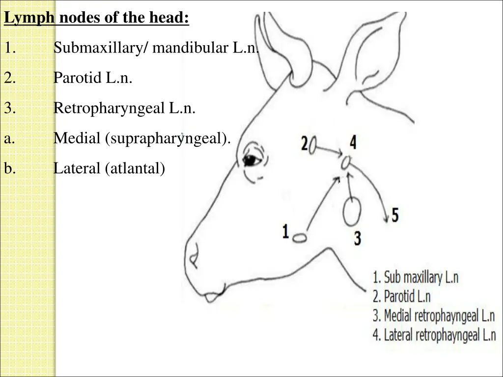 lymph nodes of the head