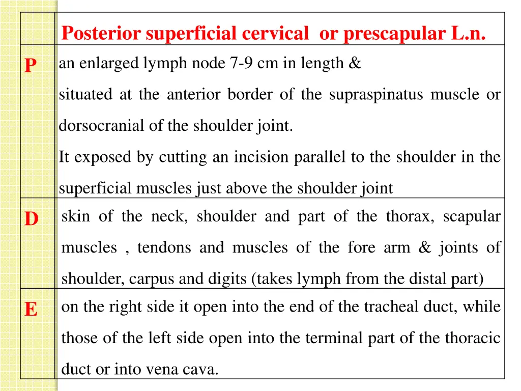 posterior superficial cervical or prescapular 1