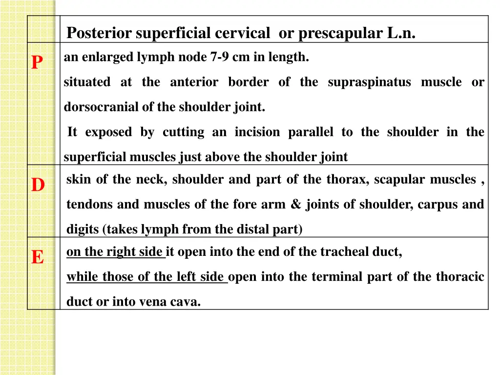 posterior superficial cervical or prescapular