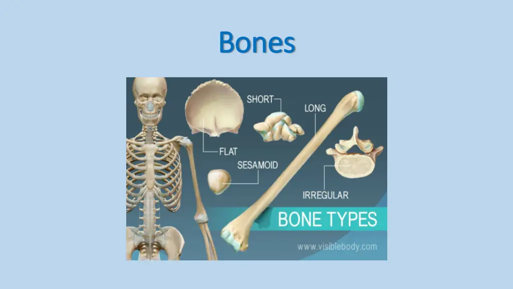 bones bones 1