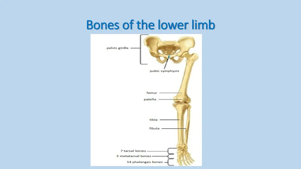 bones of the lower limb bones of the lower limb 2