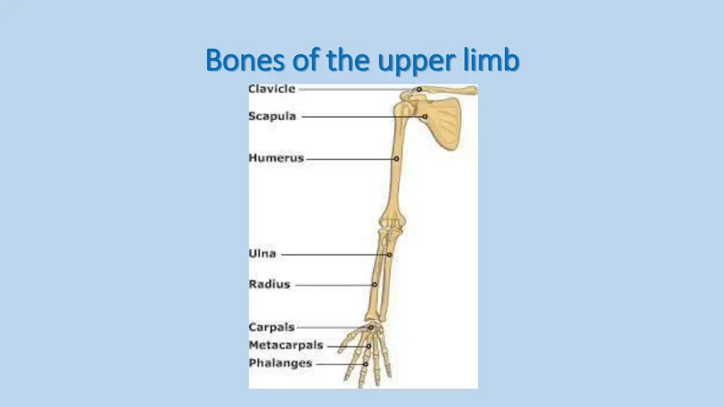 bones of the upper limb bones of the upper limb 3