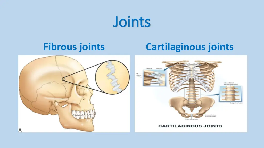 joints joints 3