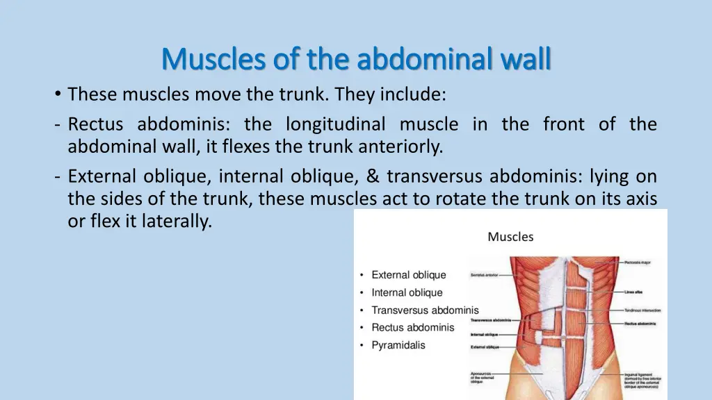 muscles of the abdominal wall muscles