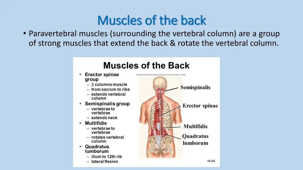 muscles of the back muscles of the back