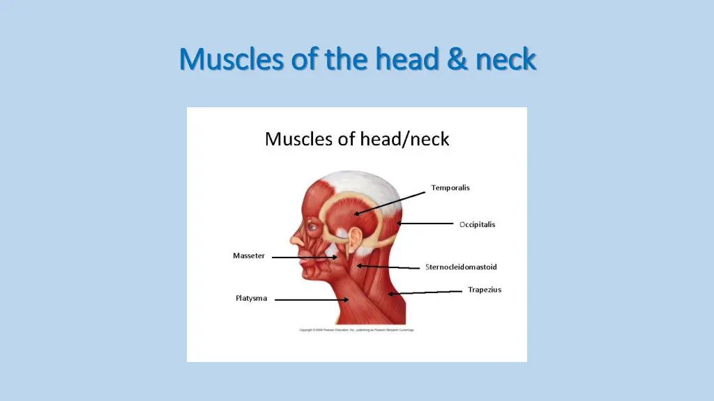 muscles of the head neck muscles of the head neck 1