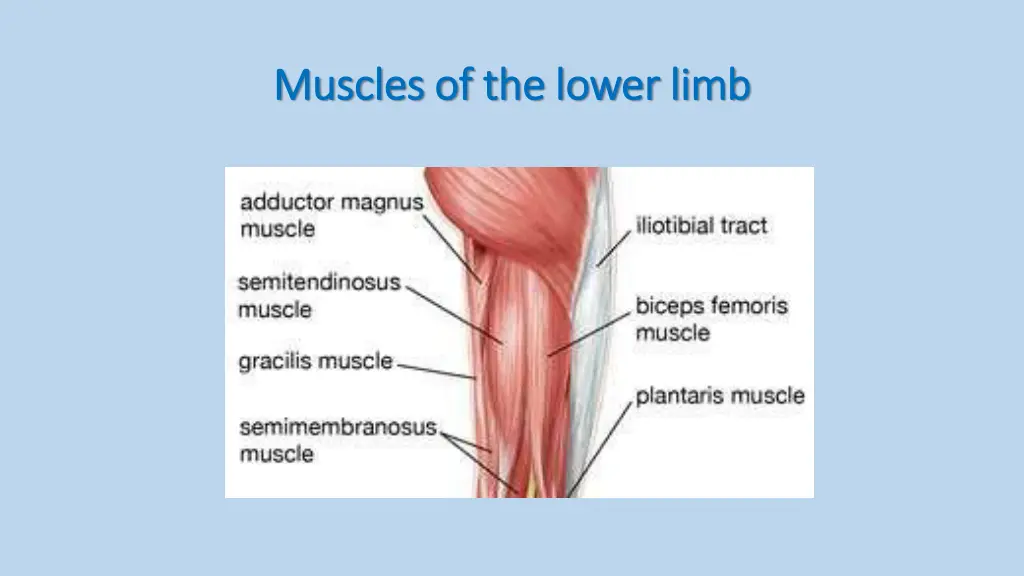 muscles of the lower limb muscles of the lower 1